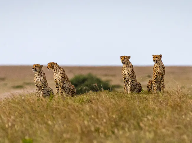cheetahs